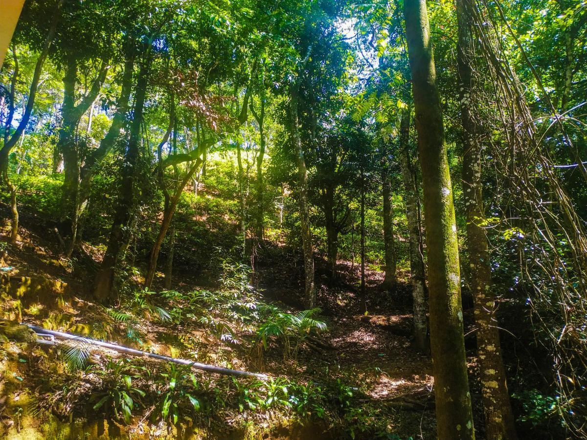 Samadhi Nature Resort Элла Экстерьер фото